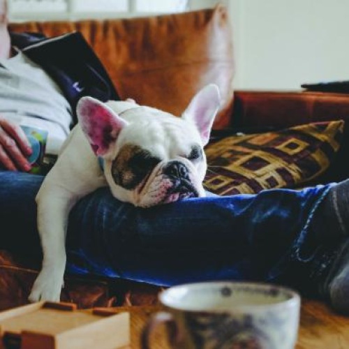 dog rests on man's lap